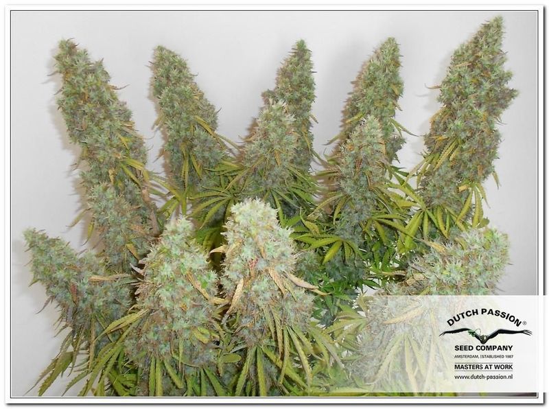 Think Different, Фасовка: 3, изображение 4