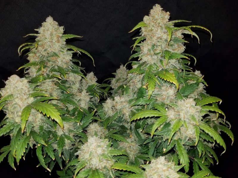 Auto Skittles, Фасовка: 5, изображение 4