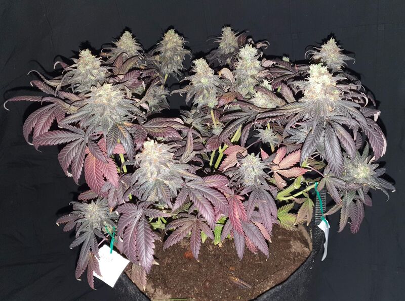 Widow Remedy Reg, Фасовка: 10, изображение 3