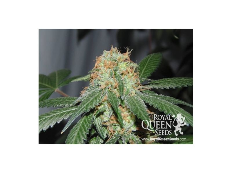 Bubblegum XL, Фасовка: 3