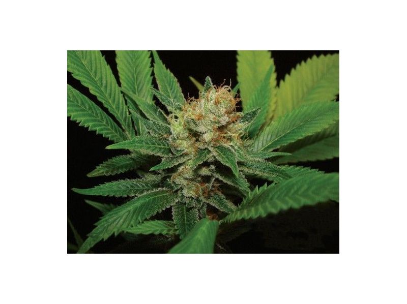 Kali Dog, Фасовка: 1