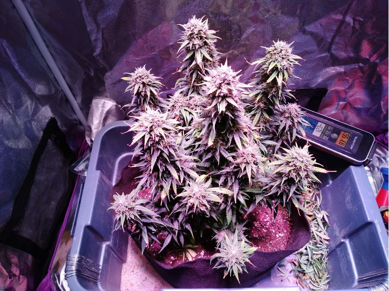 Amnesia Haze Auto, Фасовка: 3, изображение 4