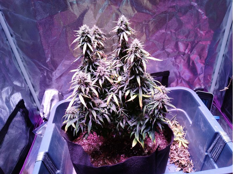 Amnesia Haze Auto, Фасовка: 3, изображение 3