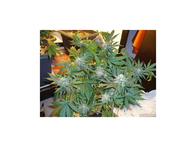 Top-44 Reg, Фасовка: 10