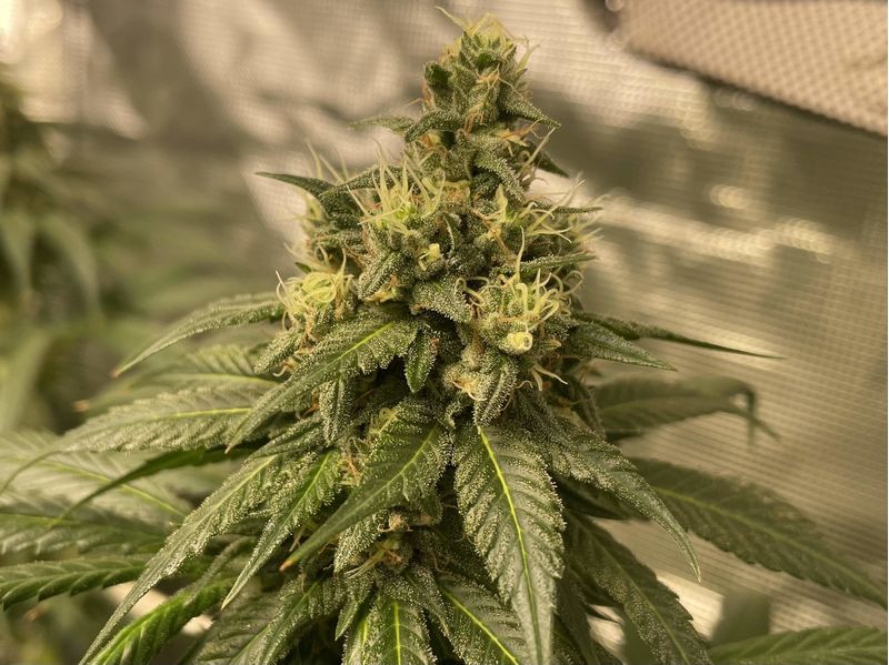 Fullgas!, Фасовка: 3, изображение 4