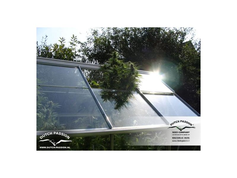 Shaman, Фасовка: 3, изображение 3