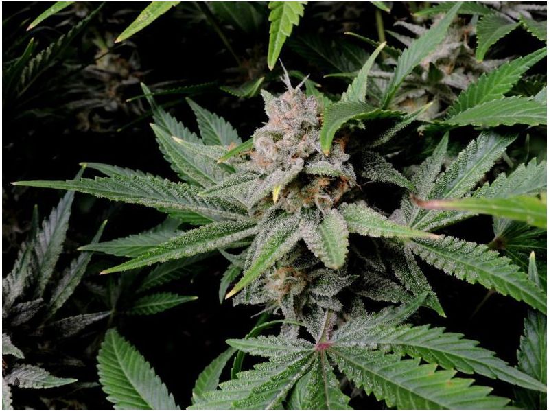 Cherry Cola Auto, Фасовка: 3, изображение 3