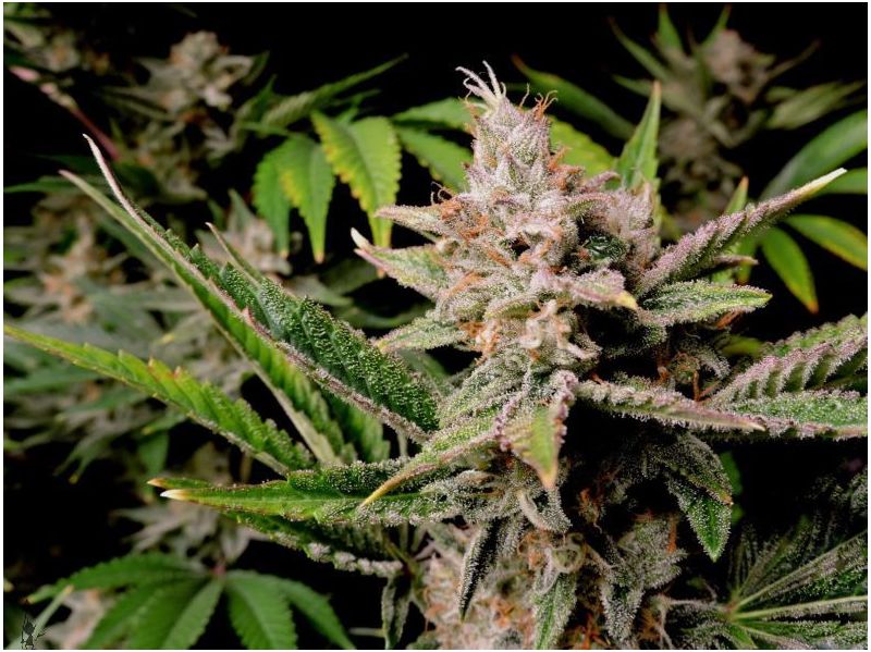 Cherry Cola Auto, Фасовка: 3, изображение 2