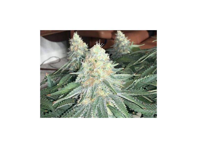 Raspberry Cough, Фасовка: 5, изображение 2