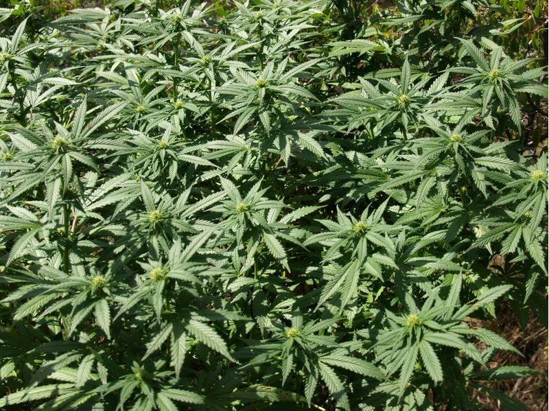 Пионер Экспресс, Фасовка: 3, изображение 5