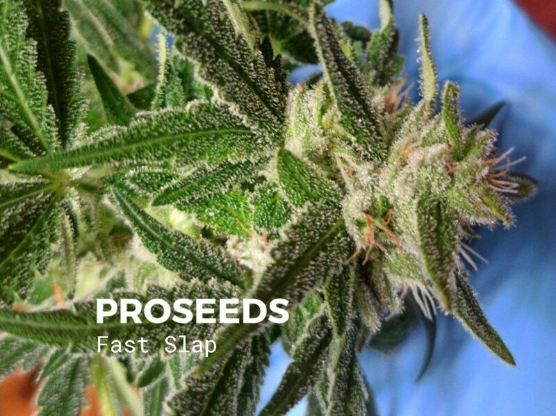 Fast Slap, Фасовка: 6