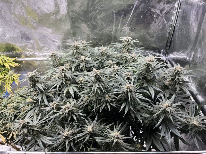 Liberty Haze, Фасовка: 3, изображение 5