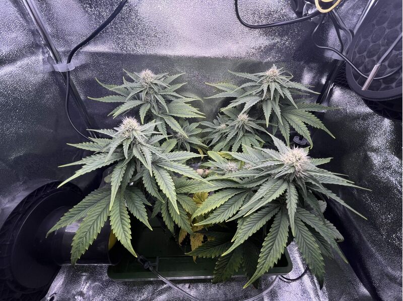 Glookies, Фасовка: 3, изображение 3