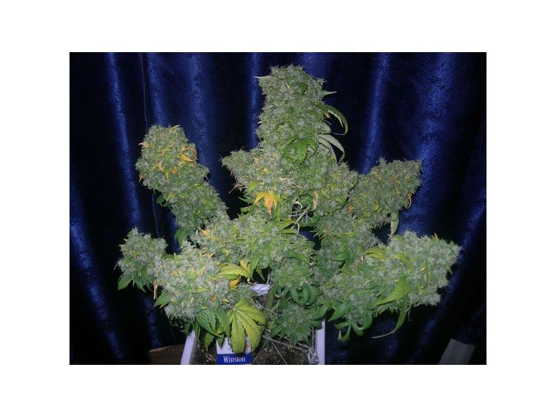 Automatic AK 47(X), Фасовка: 5, изображение 2