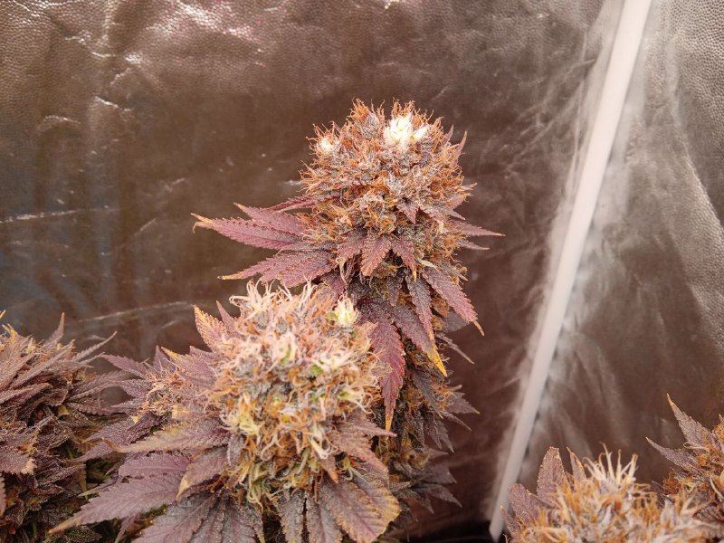 Ice Cream Ghost Train, Фасовка: 3, изображение 3