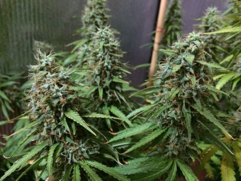 Tangerine Dream, Фасовка: 3, изображение 3