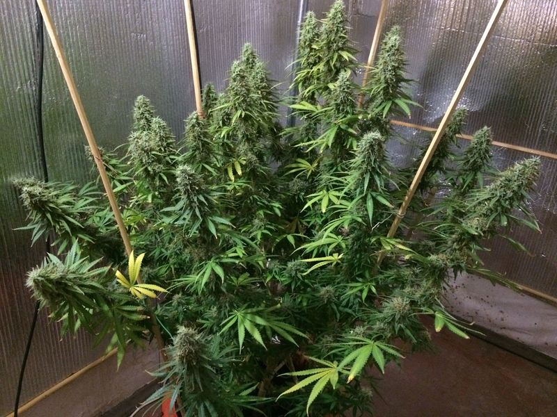 Tangerine Dream, Фасовка: 3, изображение 2