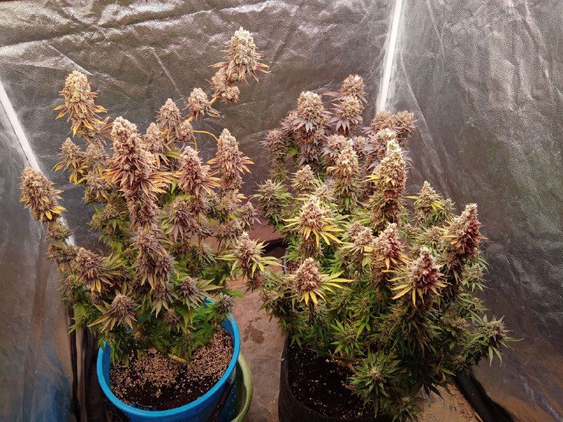 Strawberry Banana, Фасовка: 1, изображение 2