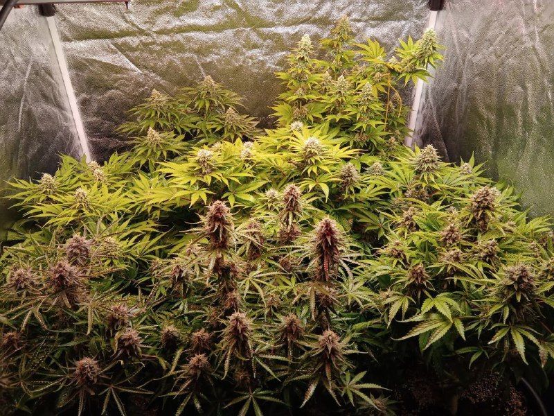 Zkittlez Mintz, Фасовка: 3, изображение 2