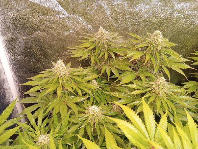 Zkittlez Mintz, Фасовка: 3, изображение 3