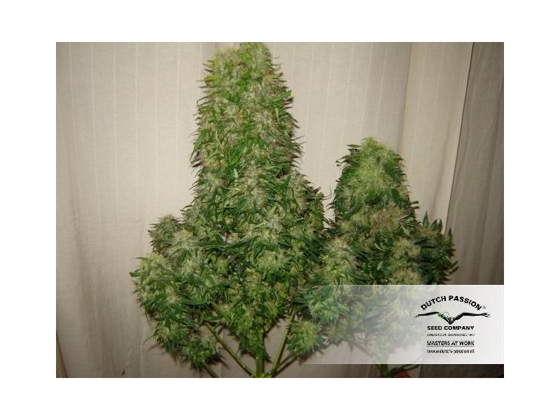 Power Plant, Фасовка: 3, изображение 5