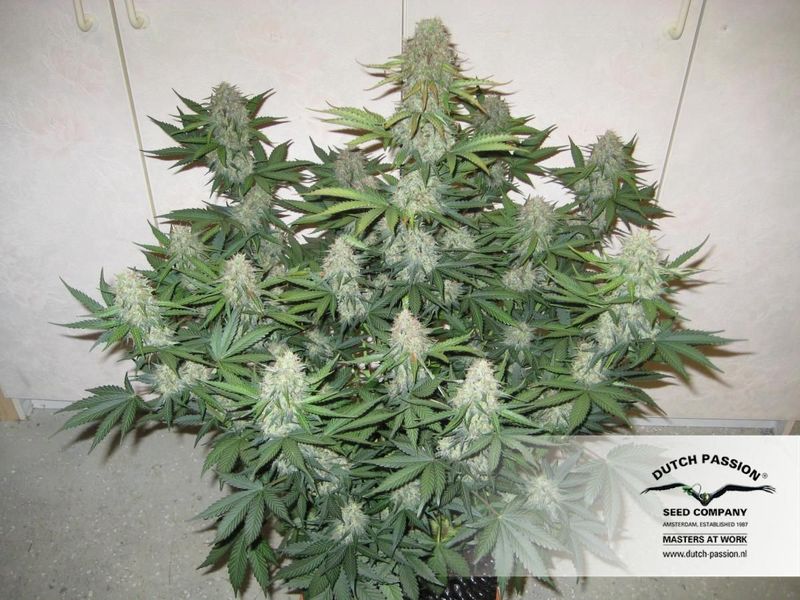 Blue Mazar Auto, Фасовка: 1, изображение 10