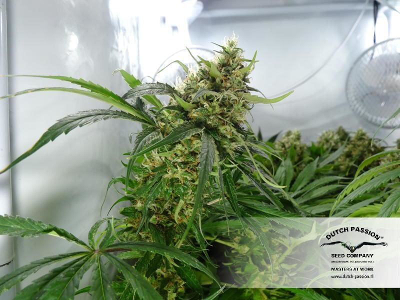 CBD Kush, Фасовка: 3, изображение 6