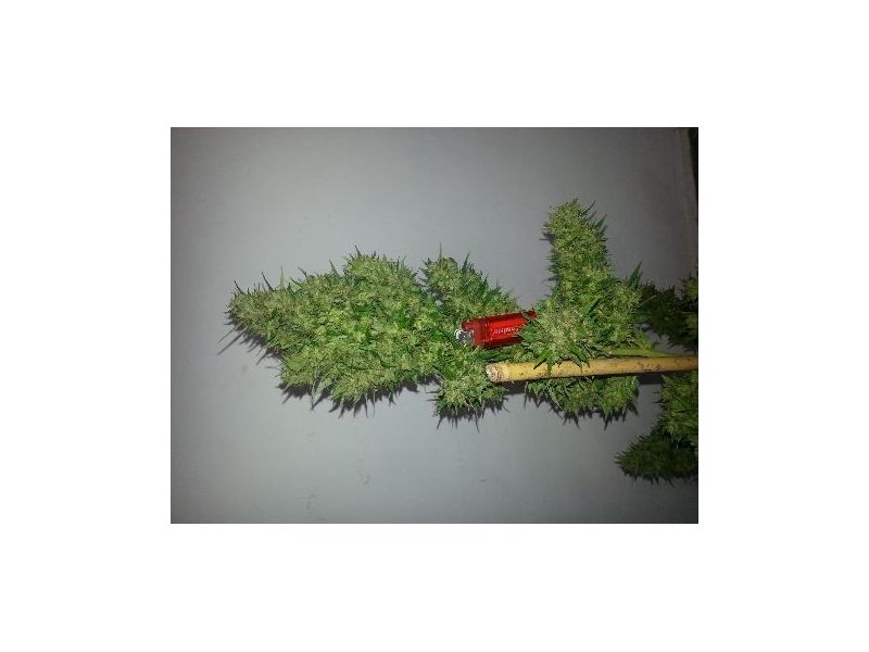 White Widow, Фасовка: 3, изображение 8