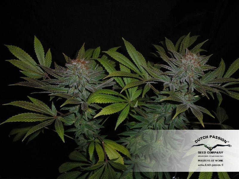 Skywalker Haze, Фасовка: 3, изображение 2