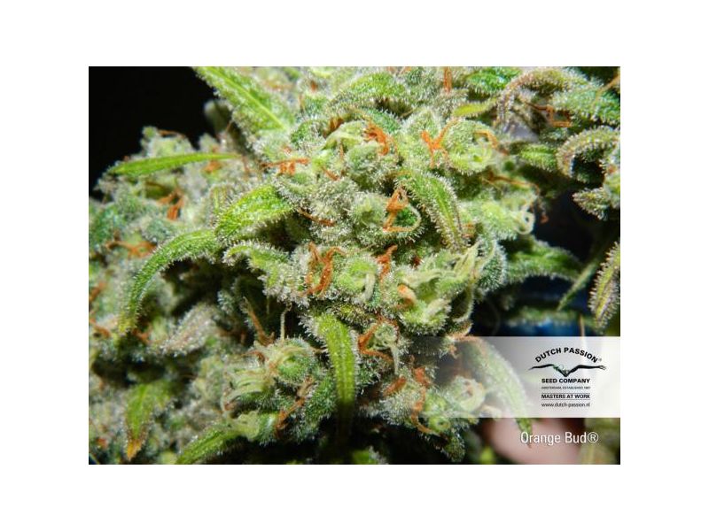 Orange Bud, Фасовка: 3, изображение 3