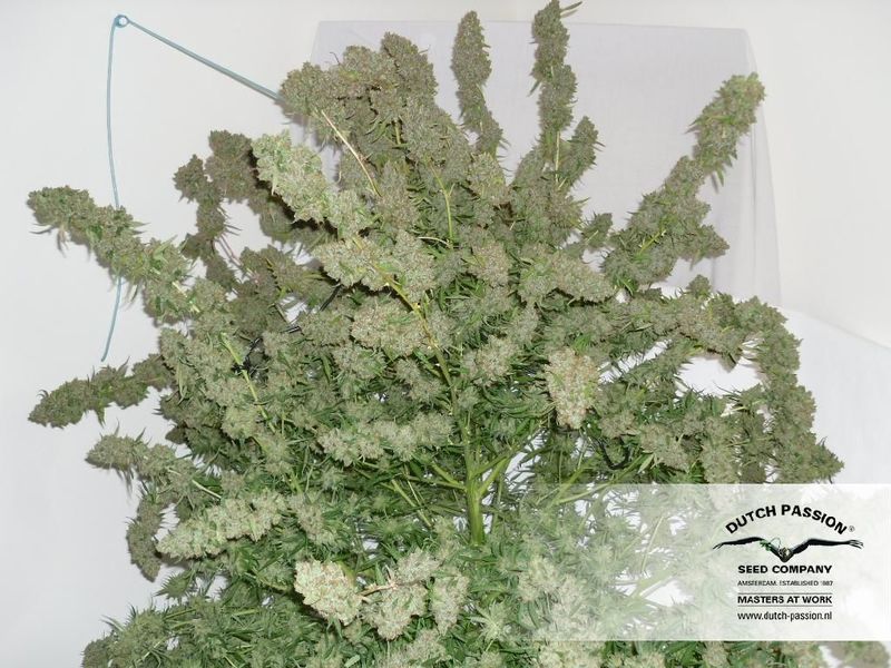 Ultimate Auto, Фасовка: 3, изображение 10