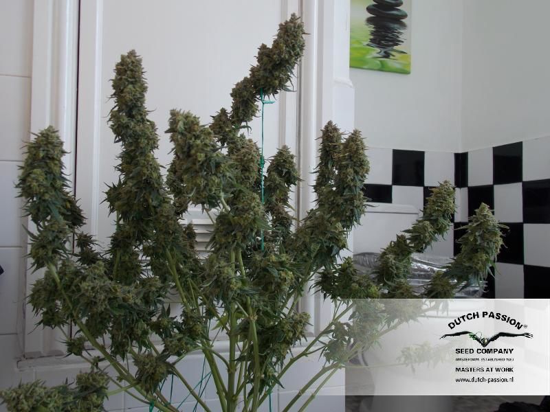 White Widow Auto, Фасовка: 3, изображение 4