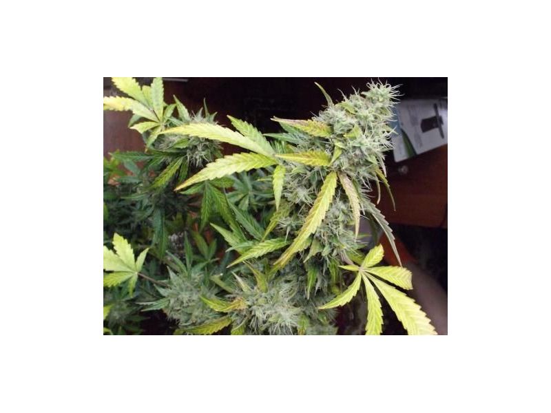 Kalashnikova Auto, Фасовка: 5, изображение 2