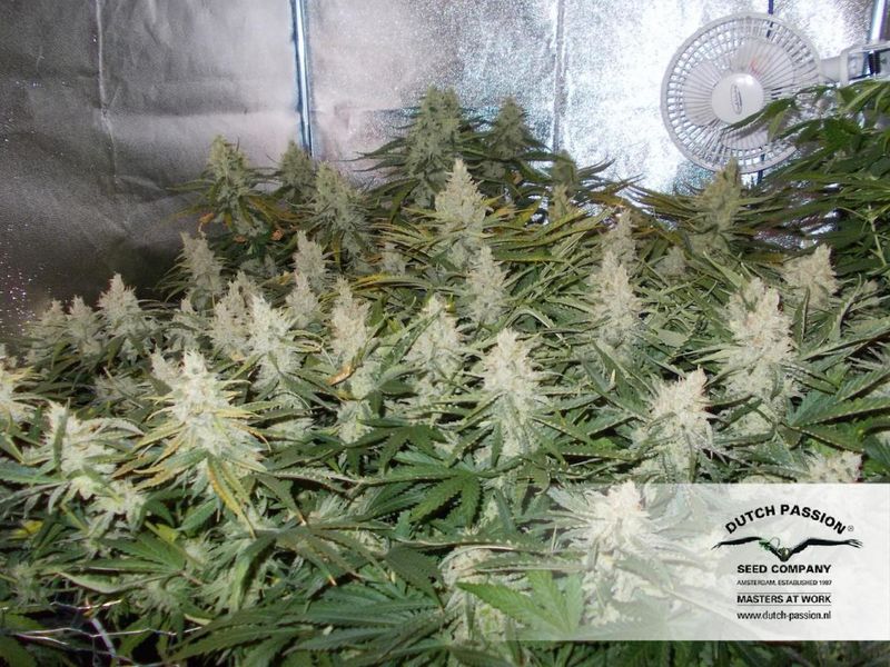 Outlaw Amnesia, Фасовка: 3, изображение 3