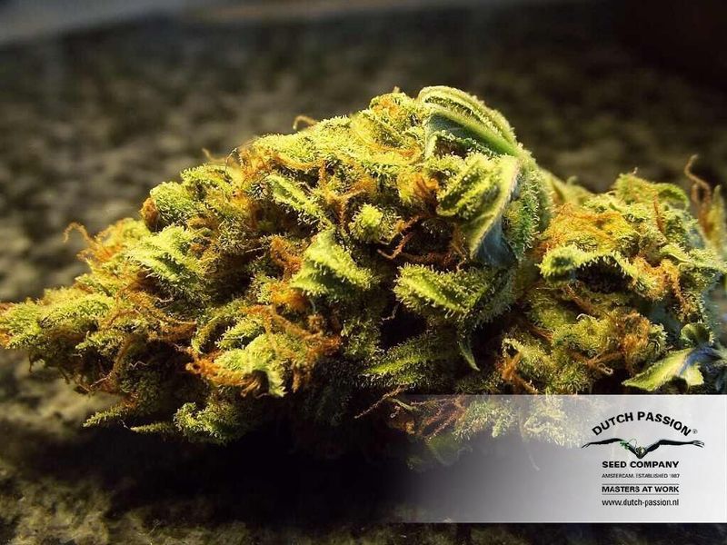 White Widow Auto, Фасовка: 3, изображение 9