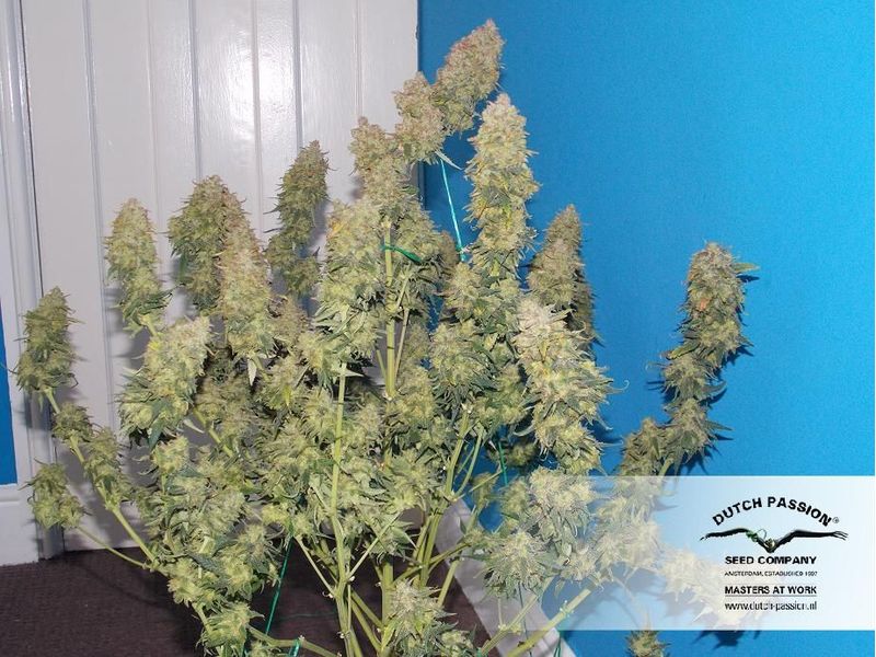 White Widow Auto, Фасовка: 3, изображение 7