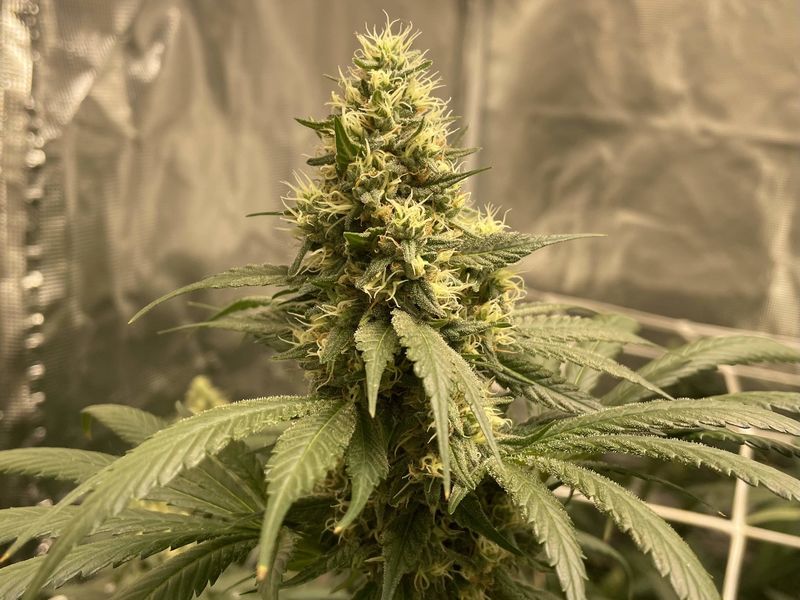 Fullgas!, Фасовка: 3, изображение 3