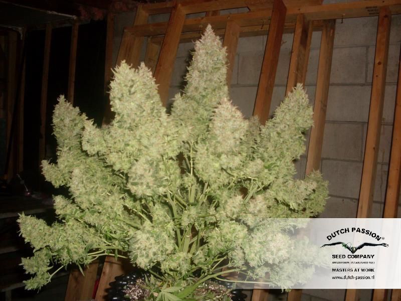 Think Different, Фасовка: 3, изображение 2