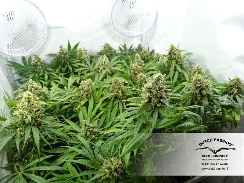 CBD Kush, Фасовка: 3, изображение 4