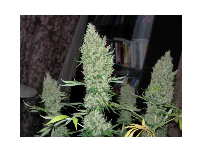 Durban Poison Reg, Фасовка: 10, изображение 3