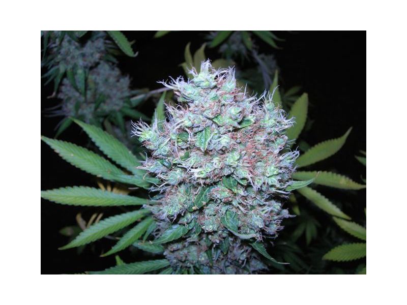 Durban Poison Reg, Фасовка: 10, изображение 2