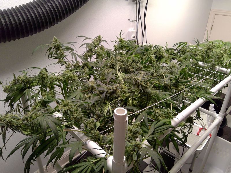 Durban Poison Reg, Фасовка: 10, изображение 8