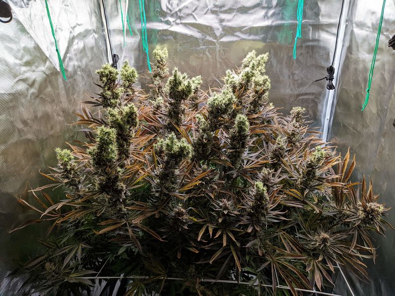 Hawaii Maui Waui Auto, Фасовка: 3, изображение 2