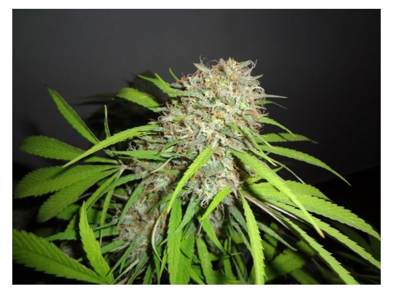 AK Skunk, Фасовка: 5, изображение 3