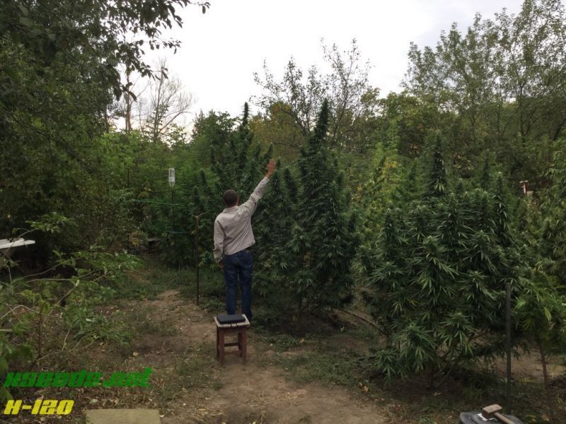 X-120 SuperAuto, Фасовка: 5, изображение 12