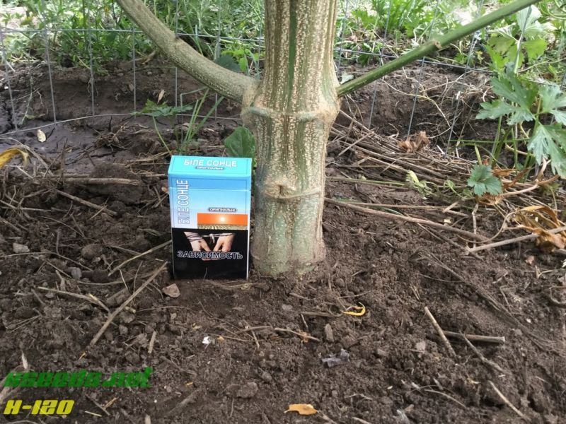 X-120 SuperAuto, Фасовка: 5, изображение 10