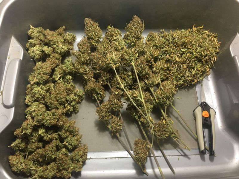 Auto Cookies XL, Фасовка: 5, изображение 5