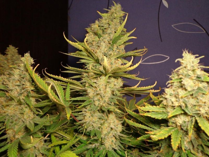 Automatic AK 47(X), Фасовка: 5, изображение 3