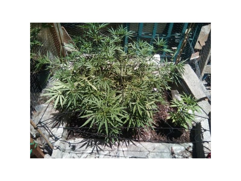 Wild Thailand, Фасовка: 3, изображение 2