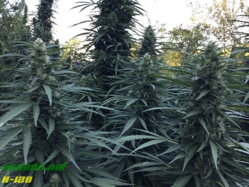 X-120 SuperAuto, Фасовка: 5, изображение 8